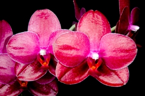 Phalaenopsis Haur Jih Fancy Cherie CT #2 AM/AOS 82 pts.